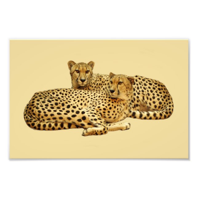 Impression Photo Cheetahs (Devant)