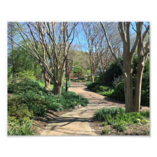 Impression Photo Chemin bordé d'arbres