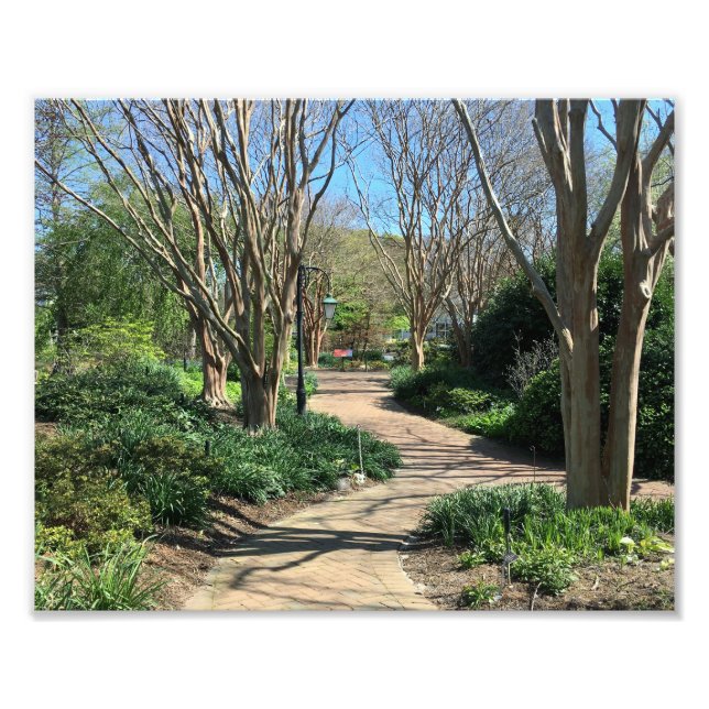 Impression Photo Chemin bordé d'arbres (Devant)