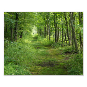 Impression Photo Chemin entre les arbres épreuve photographique 10