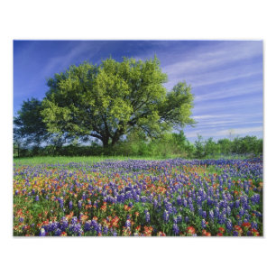 Impression Photo Chêne vivant et pinceau de Texas, et Texas