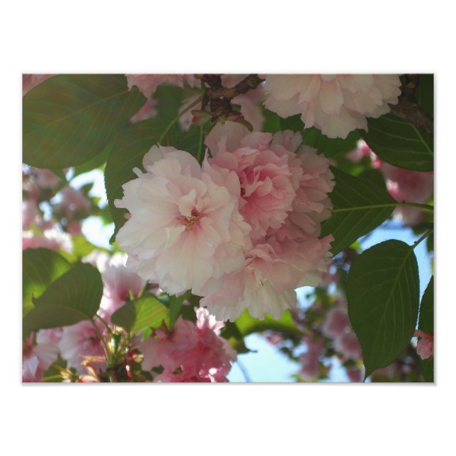 Impression Photo Cherry Tree I Spring Floral (Devant)