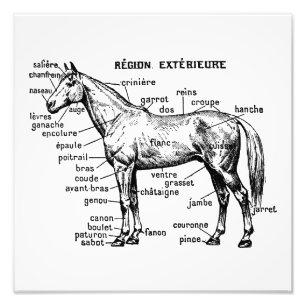 Impression Photo Cheval