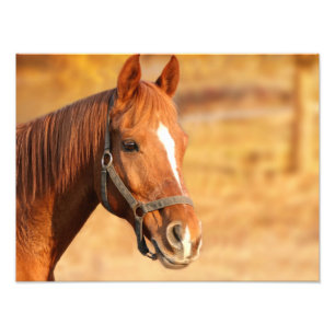 Impression Photo Cheval