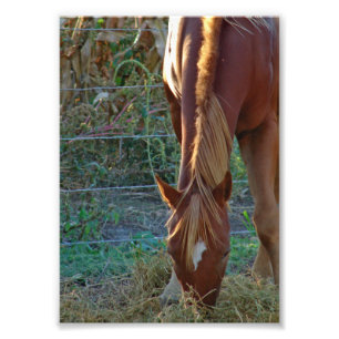 Impression Photo Cheval au coucher du soleil