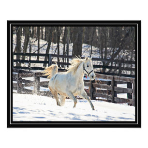 Impression Photo Cheval blanc galopant