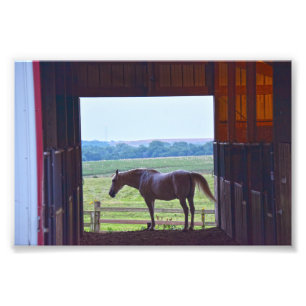 Impression Photo Cheval dans un Stable, Missouri