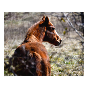 Impression Photo Cheval majestueux à la ferme Georgia, USA