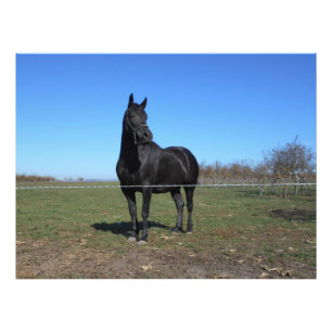 Impression Photo Cheval Noir Dans Le Pâturage