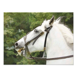 IMPRESSION PHOTO CHEVAUX