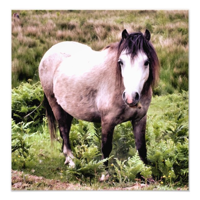 IMPRESSION PHOTO CHEVAUX (Devant)