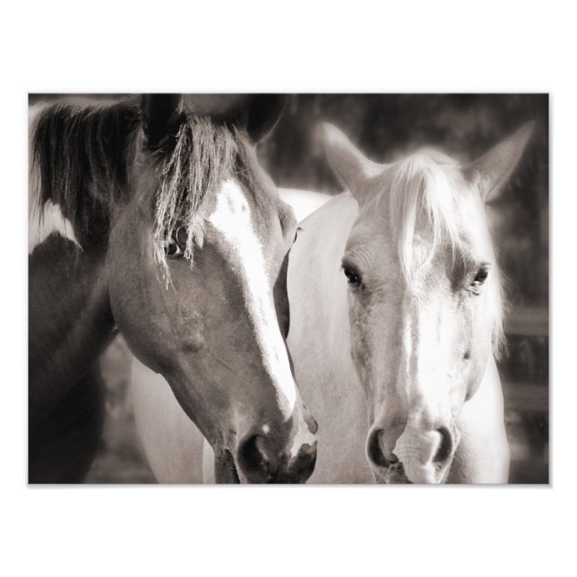 Impression Photo Chevaux Brown blancs Sepia Horse (Devant)