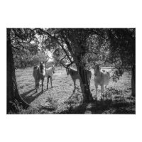 Chevaux en campagne