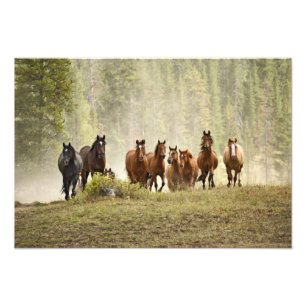 Impression Photo Chevaux franchissant une petite colline lors d'un