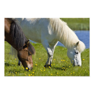 Impression Photo Chevaux islandais dans l'ouest de l'Islande.