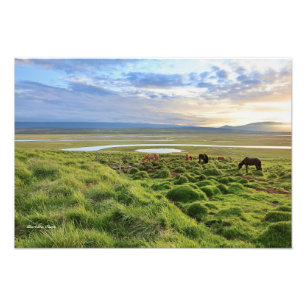 Impression Photo Chevaux islandais; scène champêtre