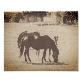 Impression Photo Chevaux Jument et Poulain Sépia Brun Beaux-Arts