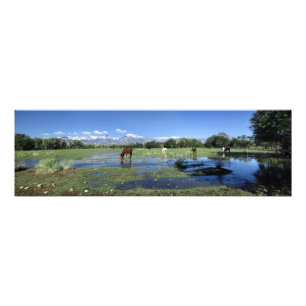 Impression Photo Chevaux Pâturage sous les montagnes de la Sierra N