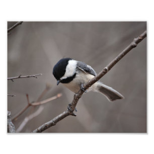 Impression Photo Chickadee couvert par noir