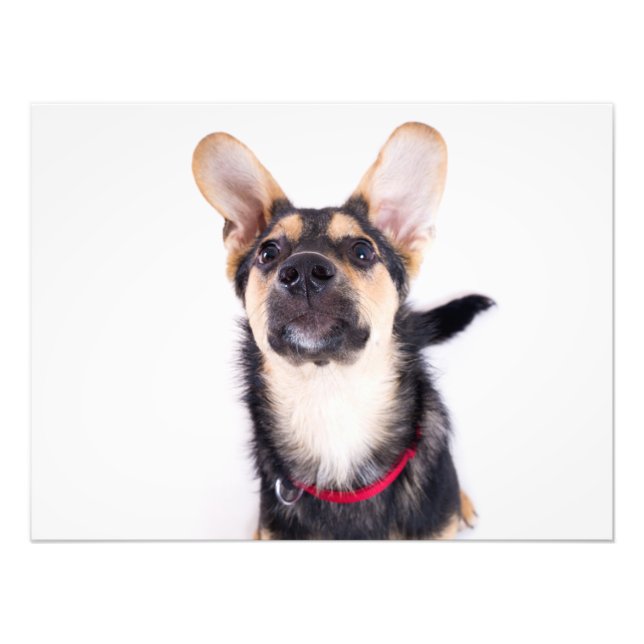 Impression Photo Chien amusant chiot (Devant)