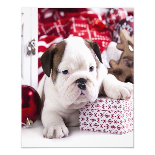 Impression Photo Chien-chien anglais mignon | Noël drôle (Devant)