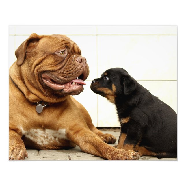 Impression Photo Chien chiot rotweiler aspirant (Devant)
