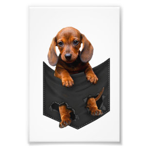 Impression Photo Chien de berger In My Pocket Weiner Dog