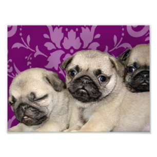Impression Photo Chien de chiots de carlin