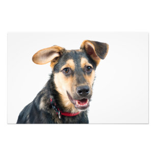 Impression Photo Chien drôle chiot