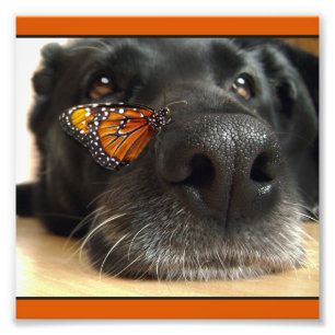 Impression Photo Chien noir de laboratoire avec le papillon