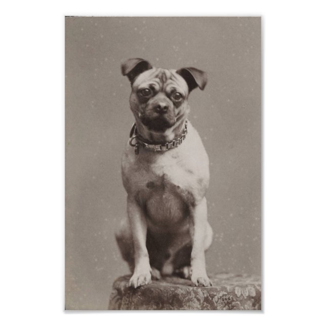 Impression Photo Chien vintage (Devant)