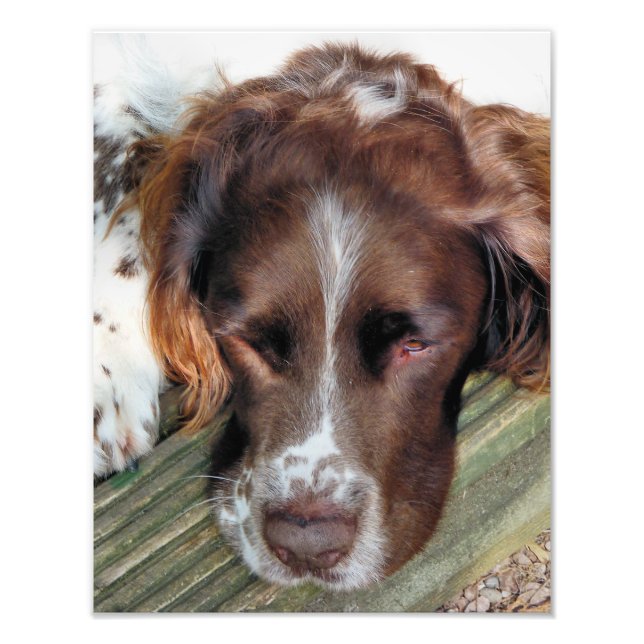 IMPRESSION PHOTO CHIENS (Devant)