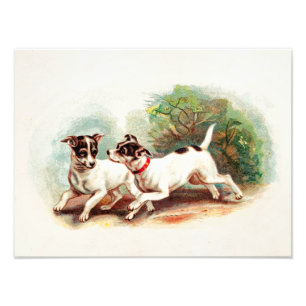 Impression Photo Chiens de Fox Terrier des années 1800 vintages - M