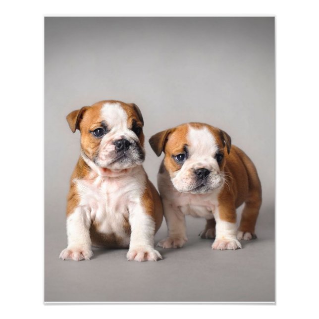 Impression Photo Chiens de taupe anglais | Couple mou Bulldog (Devant)