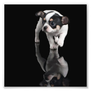 Impression Photo Chihuahua