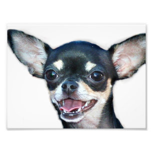 Impression Photo Chihuahua
