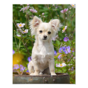 Impression Photo Chihuahua Chippy aux cheveux longs mignons - Paper