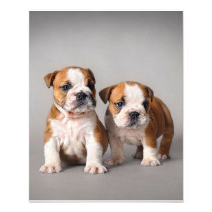 Impression Photo Chiots de Bulldog anglais  Couple mou Bulldog