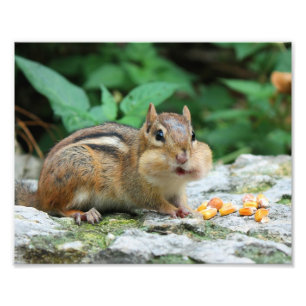 Impression Photo Chipmunk aux joues farcies