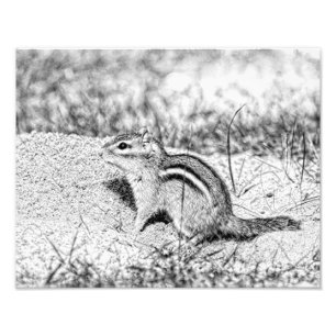 Impression Photo Chipmunk Sketch