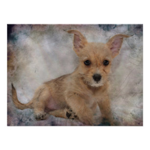 Impression Photo Chiwawa/chiot de Yorkie