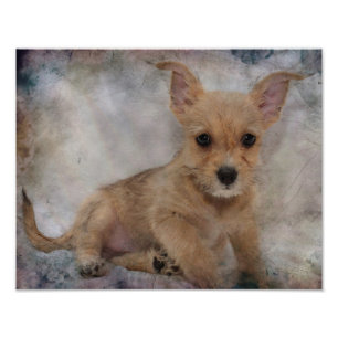 Impression Photo Chiwawa/chiot de Yorkie