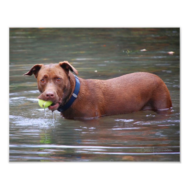 Impression Photo Chocolat Lab Pit Mélanger Chien Avec Boule (Devant)