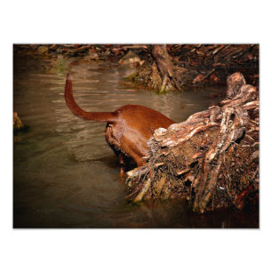 Impression Photo Chocolat Lab Pit Mix Chien creuser