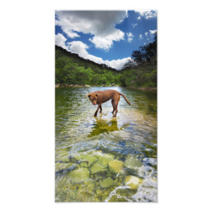 Impression Photo Chocolat Lab Pit Mix Chien Marcher sur l'eau