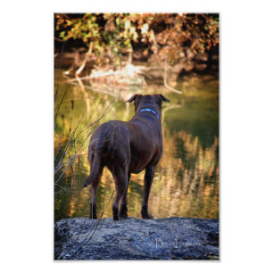 Impression Photo Chocolat Lab Pit Mix Chien Serene