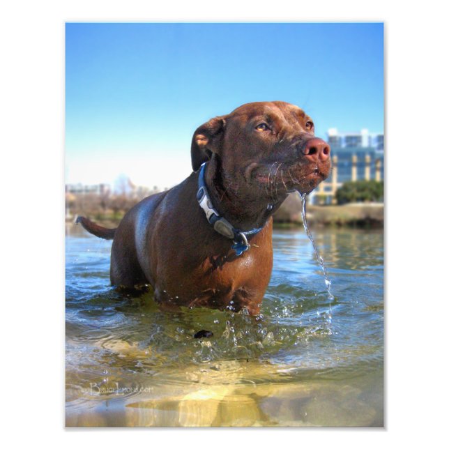 Impression Photo Chocolat Lab Pit Mix Dog Drooling (Devant)
