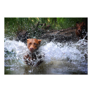 Impression Photo Chocolat Lab Pit Mix Dog Splashing 4