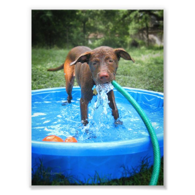 Impression Photo Chocolat Lab Pit Puppy Jouer (Devant)