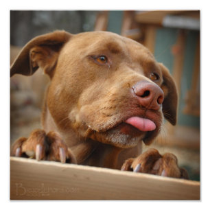 Impression Photo Chocolat mignon Lab Pit Mix Chien